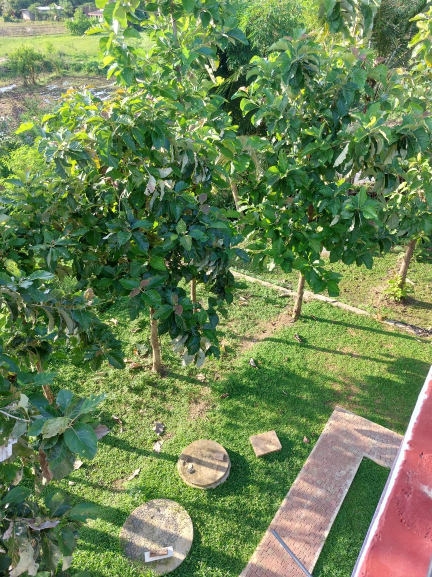 Green Shield Resort Anuradhapura Eksteriør bilde