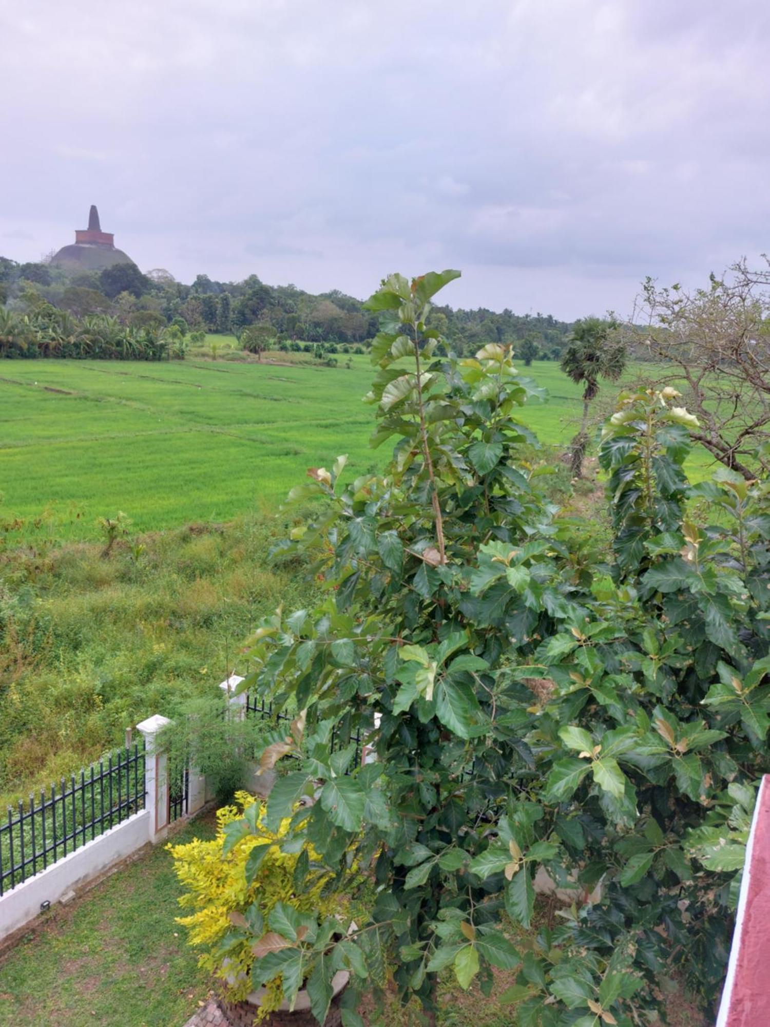 Green Shield Resort Anuradhapura Eksteriør bilde